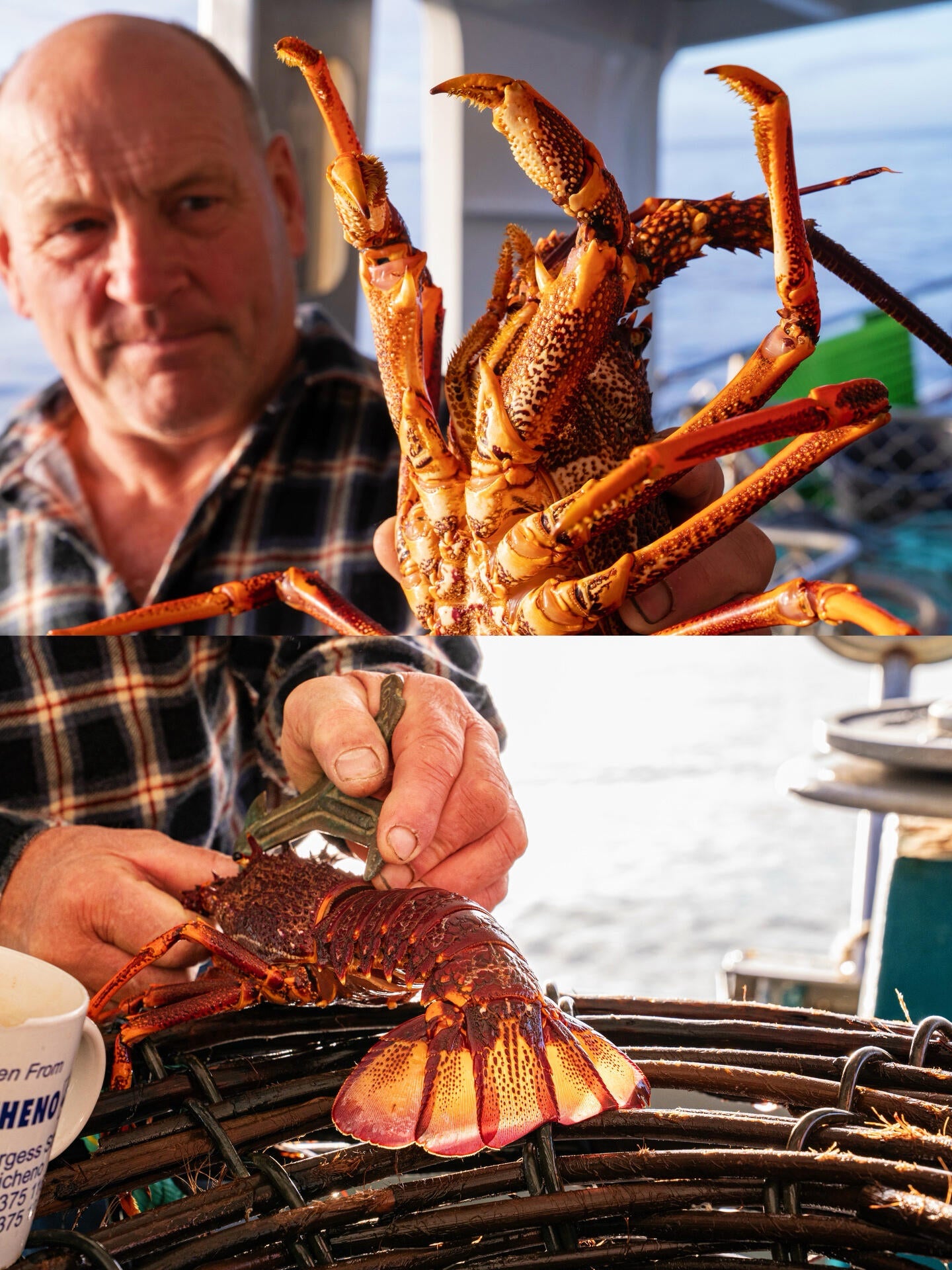 Australian lobster